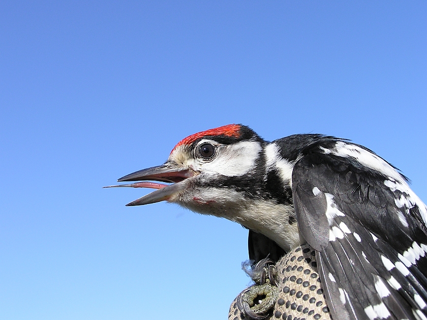 Great Spotted Woodpecker, Sundre 20080731